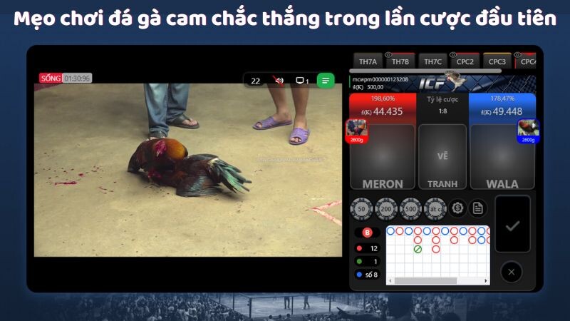 Mẹo chơi đá gà cam chắc thắng trong lần cược đầu tiên