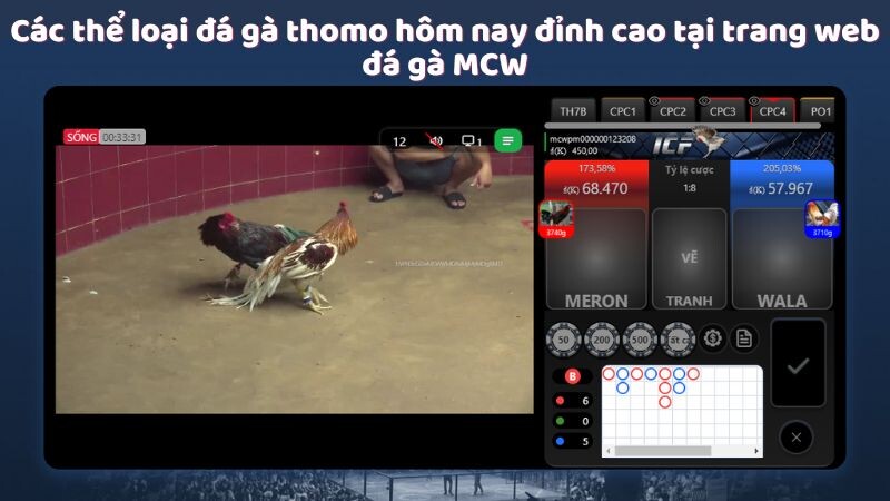 Các thể loại đá gà thomo hôm nay đỉnh cao tại trang web đá gà MCW