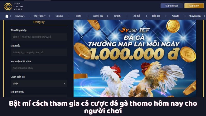 Bật mí cách tham gia cá cược đá gà thomo hôm nay cho người chơi